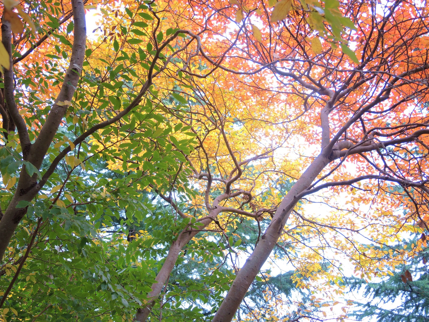 秋到来！！紅葉がキレイな樹木！！ | 東京、神奈川、埼玉エクステリア 